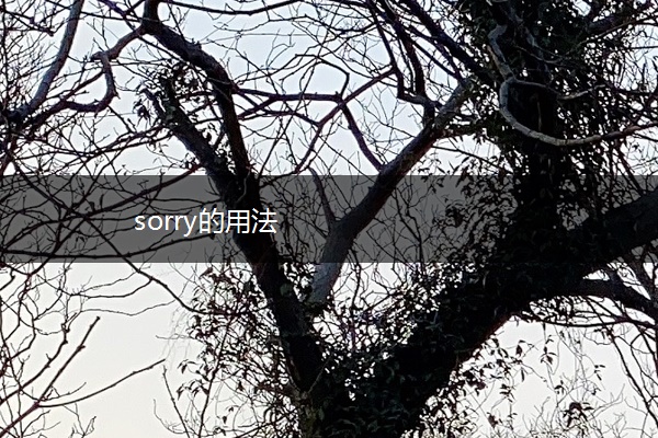 sorry的用法