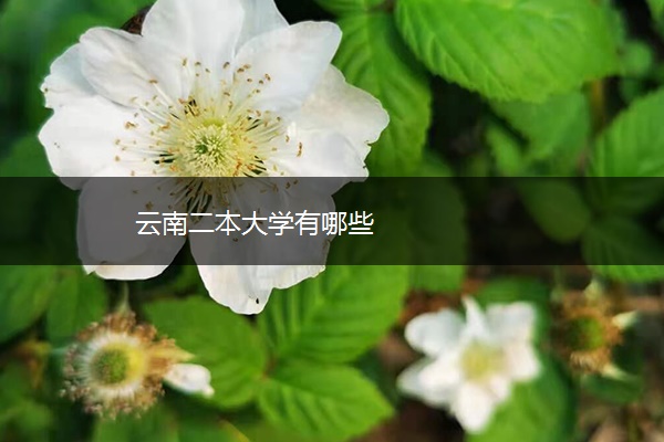 云南二本大学有哪些