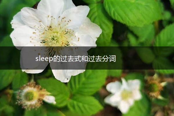 sleep的过去式和过去分词