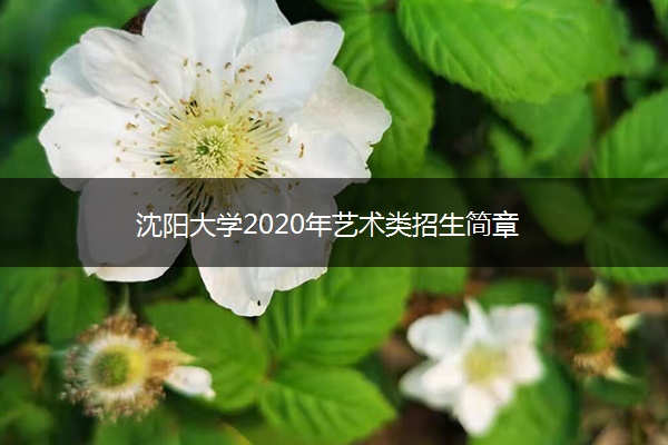 沈阳大学2020年艺术类招生简章