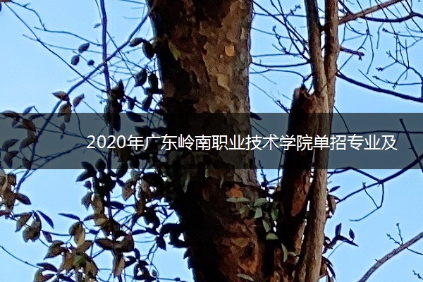 2020年广东岭南职业技术学院单招专业及计划