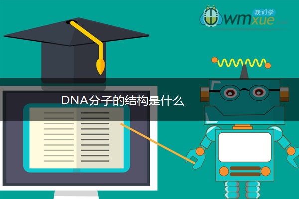 DNA分子的结构是什么