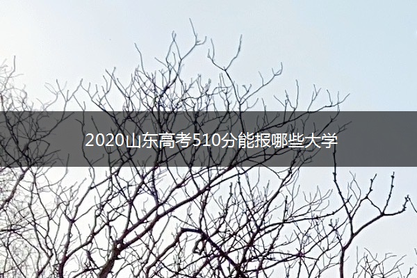 2020山东高考510分能报哪些大学