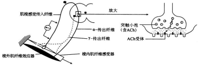 衡水金卷2020年高考模拟押题卷理综试题