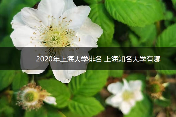 2020年上海大学排名 上海知名大学有哪些