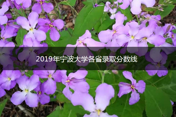 2019年宁波大学各省录取分数线