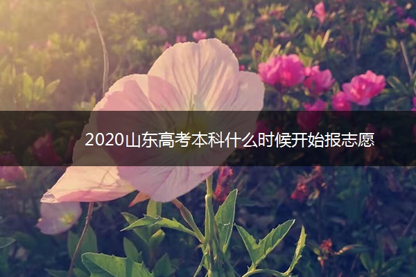 2020山东高考本科什么时候开始报志愿