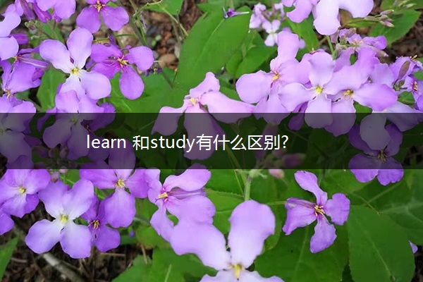 learn 和study有什么区别?