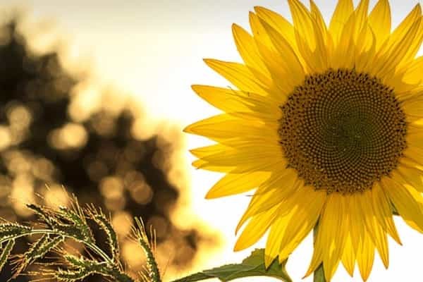 2025萍乡学院在新疆各专业学费一年多少钱 怎么交学费？如何交学费